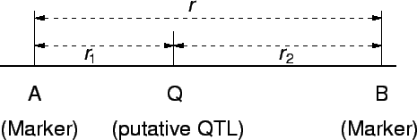 \epsfig{file=qtl_interval.eps,width=10cm}